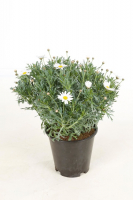 Anthemis pot de 12 cm