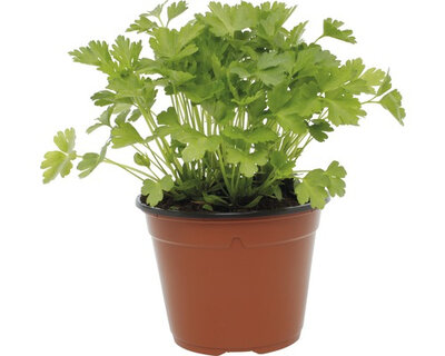 Coriandre en pot de 13 cm