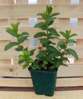 Plant de menthe