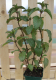 Plant de menthe - image 3