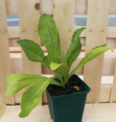 Plant de calendula