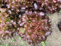 Feuille de chêne rouge