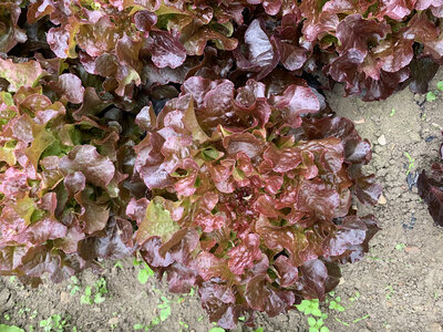 Feuille de chêne rouge