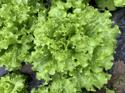 Salade batavia