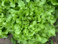 Salade feuille de chêne verte
