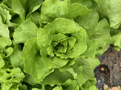 Salade laitue