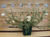 Plant de camomille romaine