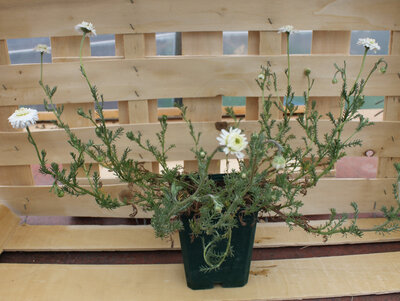 Plant de camomille romaine