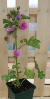 Plant de mauve