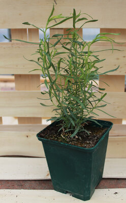Plant d'estragon