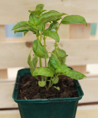 Plant de basilic