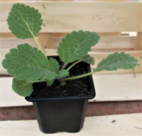 Plant de sauge sclarée