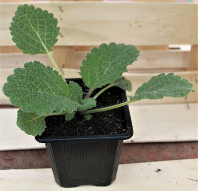 Plant de sauge sclarée
