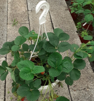 Fraisier suspension - mara des bois