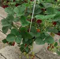 Fraisier suspension - mariguette