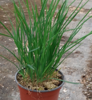 Ciboulail (ciboulette de chine)