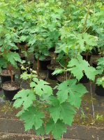 Vigne alphonse lavallée (noir)