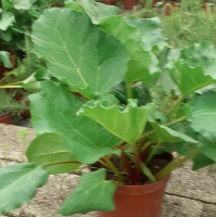 Rhubarbe (3l)