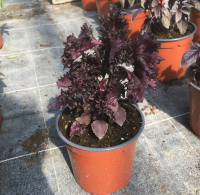 Périlla rouge (shiso)