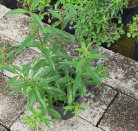 Verveine citronnelle (2l)