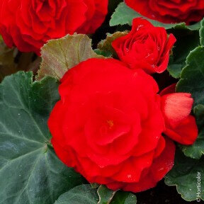 Bégonia tubéreux rouge vif