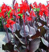 Canna rouge feuille bronze
