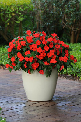 Impatiens sunpatiens orange