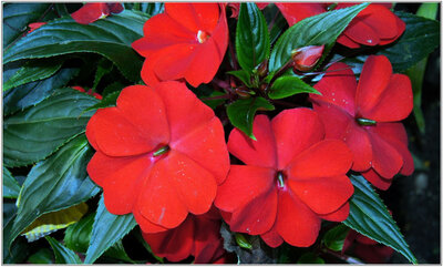 Impatiens sunpatiens rouge