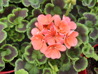 Géranium zonale  saumon droit gros