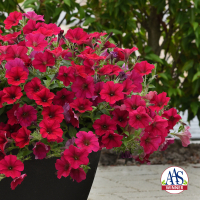 Petunia easywave rouge cerise