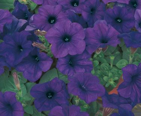 Petunia easywave bleu