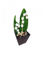 Pot de muguet chocolat noir