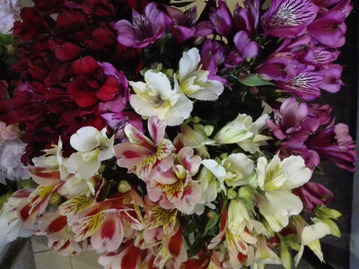 Alstroemeria 25 tiges de fleurs