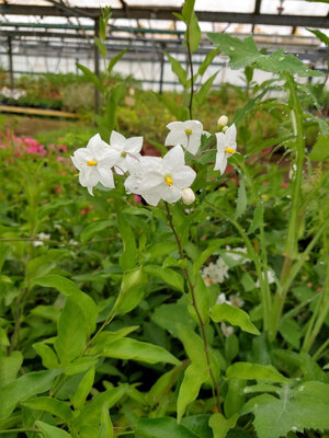 Solanum jasminoide