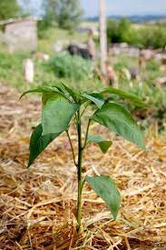 Plant de poivron lamuyo rage/vert godet blanc