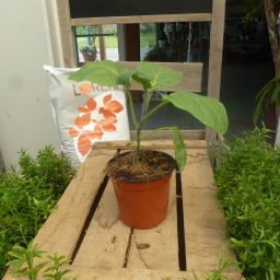 Plant greffé d'aubergine