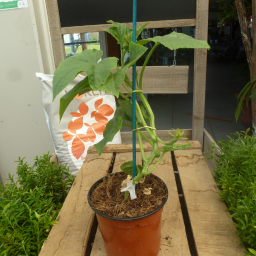 Plant greffé de concombre gynial pot marron