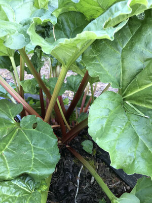 Rhubarbe de revigny