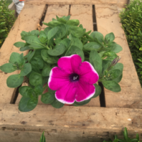 Surfinia retombant fuchsia bordblanc