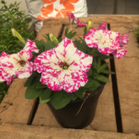 Surfinia pétunia rose point blanc