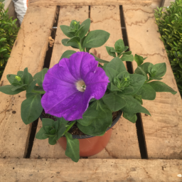 Surfinia pétunia violet bleu clair
