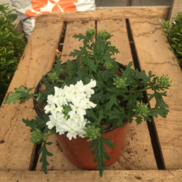 Verveine blanche