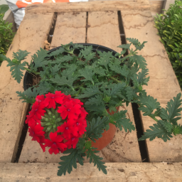 Verveine rouge
