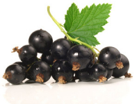 Sorbet yaourt cassis