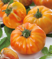 Plant tomate ananas godet 7 cm