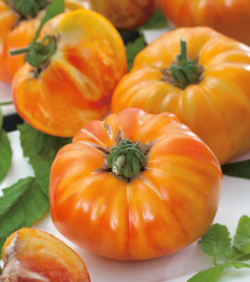 Plant tomate ananas godet 7 cm