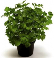 Persil plat en pot de 10 cm