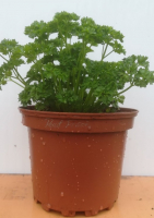 Persil frisé en pot de 17 cm