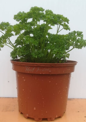 Persil frisé en pot de 17 cm