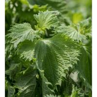 Shiso